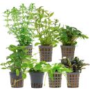 Aquarienpflanzen Set - 120 Liter - Grün - einfach -...
