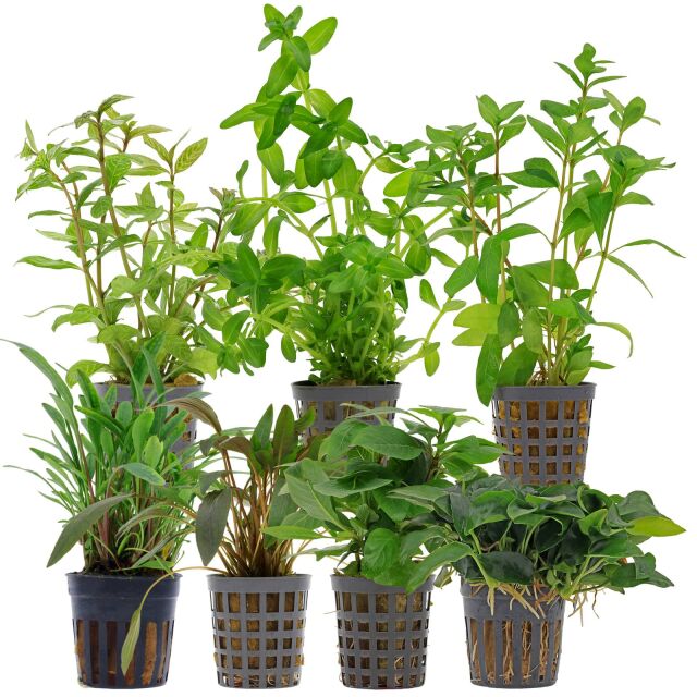 Aquarienpflanzen Set - 120 Liter - Gr&uuml;n - einfach - Nr. 07