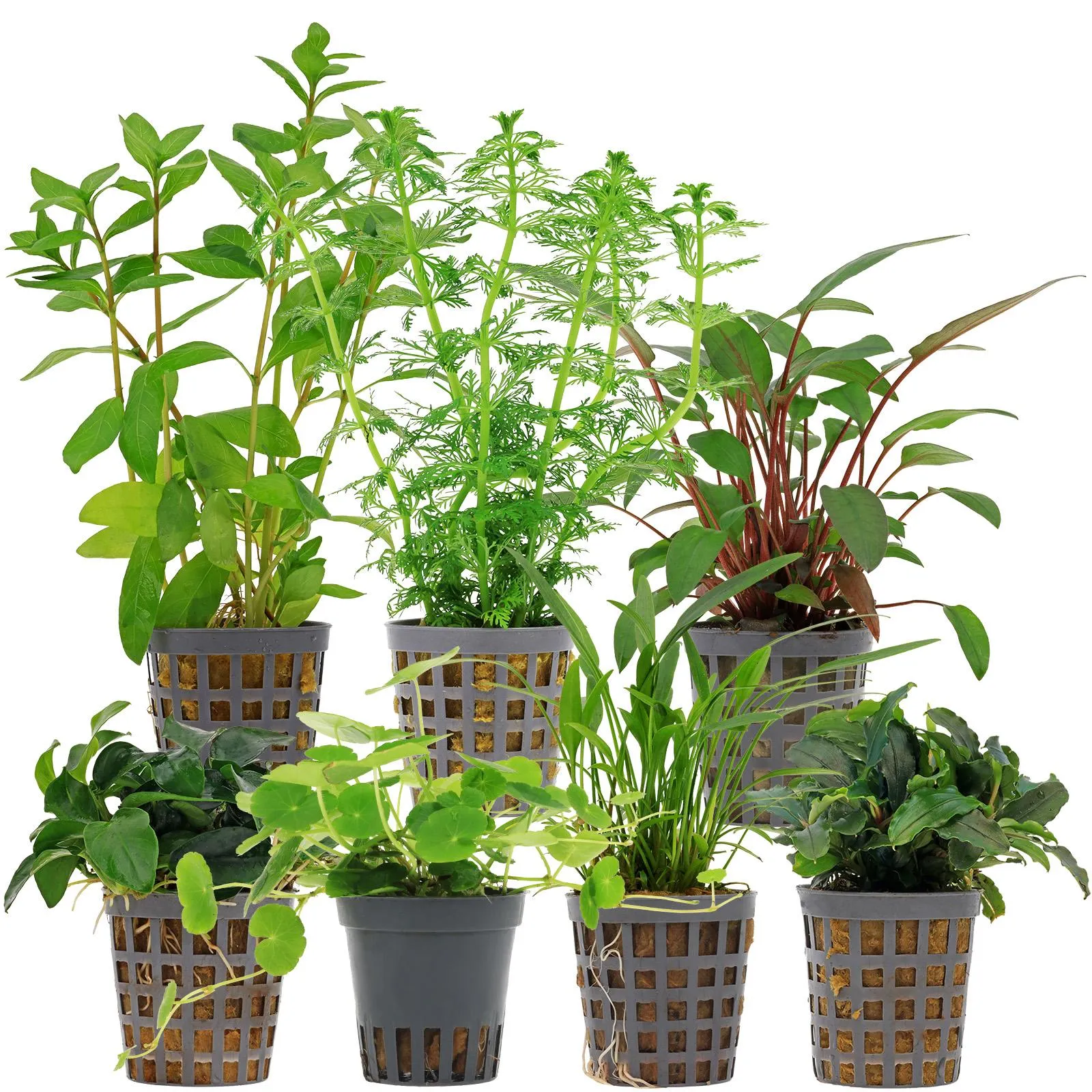 JK 12x Aquarium Wasserpflanzen Set – Künstliche Kunstpflanzen, Pflegeleicht, 10 Cm, Für Versteck Und Deko Im Aquarium