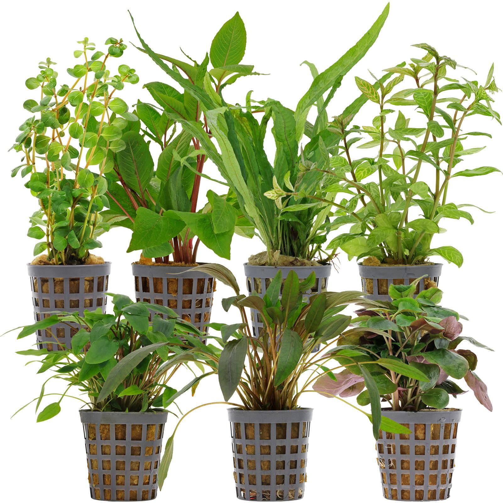 Aquarienpflanzen Set - 120 Liter - Gr&uuml;n - einfach - Nr. 09