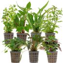 Aquarienpflanzen Set - 120 Liter - Grün - einfach -...