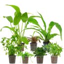 Aquarienpflanzen Set - 120 Liter - Grün - einfach -...