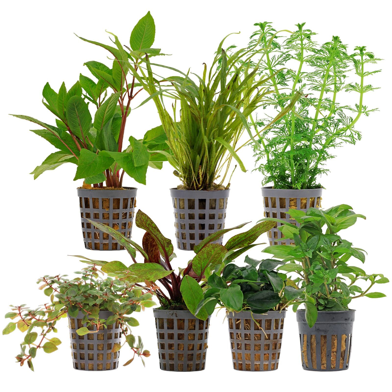 Aquarium Plant Set - 120 Liters - Colorful - Easy - No. 06