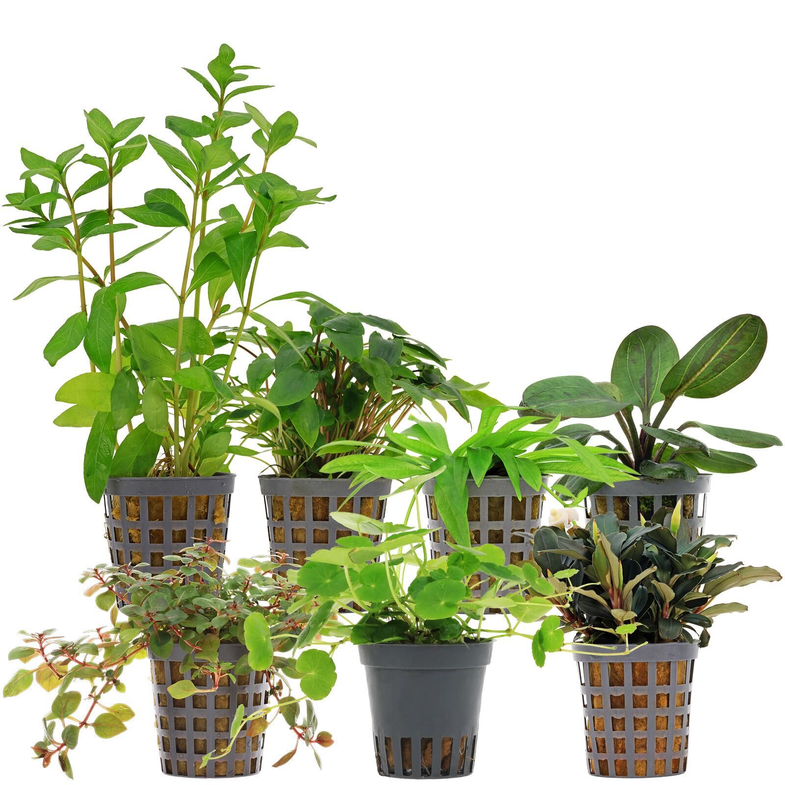 Aquarienpflanzen Set - 120 Liter - Farbig - einfach - Nr. 07