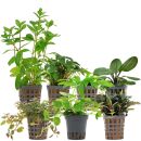 Aquarienpflanzen Set - 120 Liter - Farbig - einfach - Nr. 07