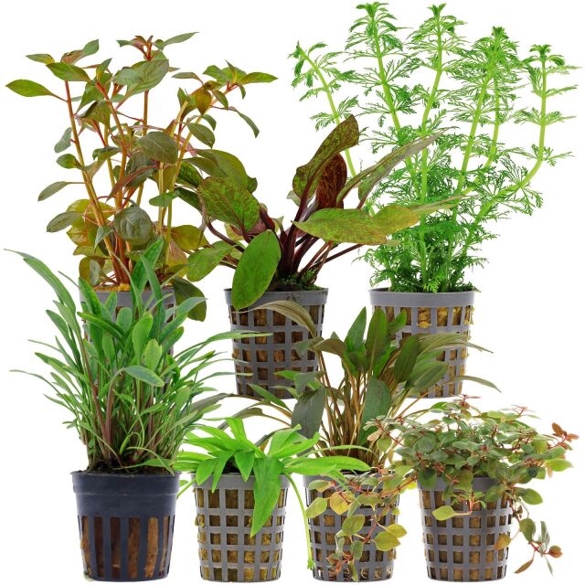 Aquarienpflanzen Set - 120 Liter - Farbig - einfach - Nr. 08