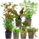 Aquarienpflanzen Set - 120 Liter - Farbig - einfach - Nr. 08