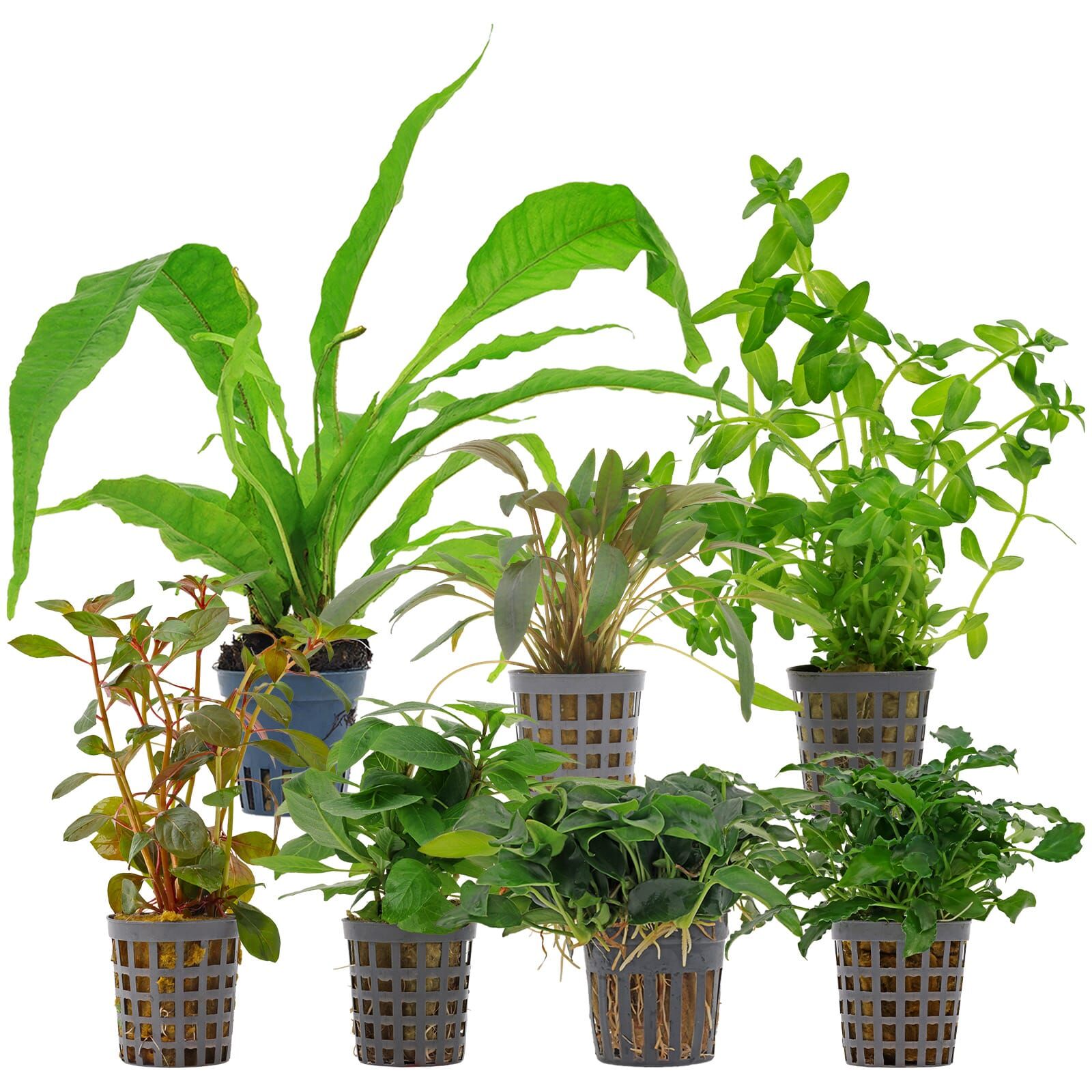 Aquarienpflanzen Set - 120 Liter - Farbig - einfach - Nr. 09