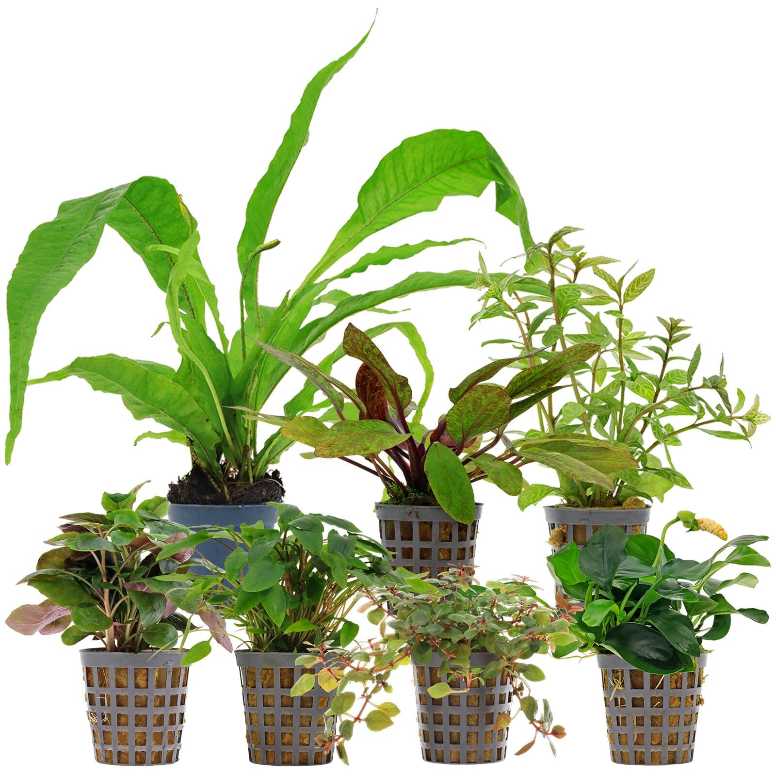 Aquarienpflanzen Set - 120 Liter - Farbig - einfach - Nr. 10