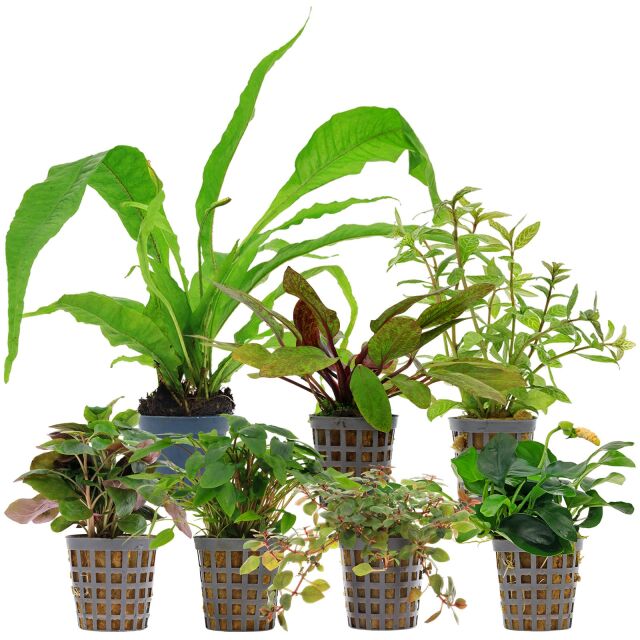 Aquarium Plant Set - 120 Liters - Colorful - Easy - No. 10