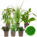 Aquarienpflanzen Set - 120 Liter - Grün - mittel -...