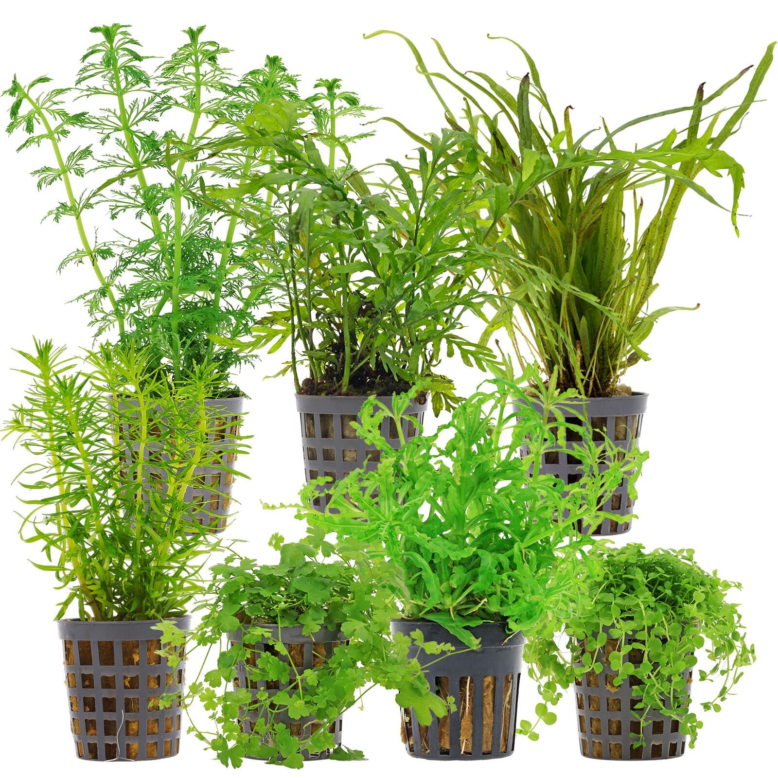 Aquarienpflanzen Set - 120 Liter - Gr&uuml;n - mittel - Nr. 07