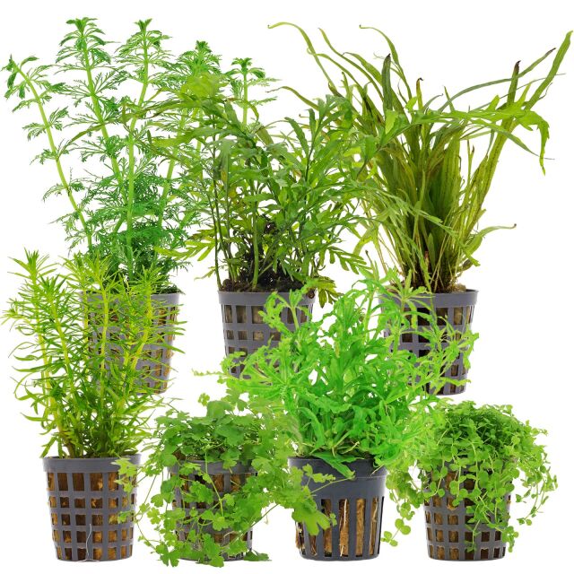 Aquarienpflanzen Set - 120 Liter - Gr&uuml;n - mittel - Nr. 07