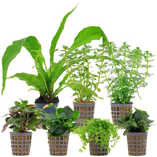 Aquarienpflanzen Set - 120 Liter - Gr&uuml;n - mittel - Nr. 08