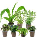 Aquarienpflanzen Set - 120 Liter - Grün - mittel -...