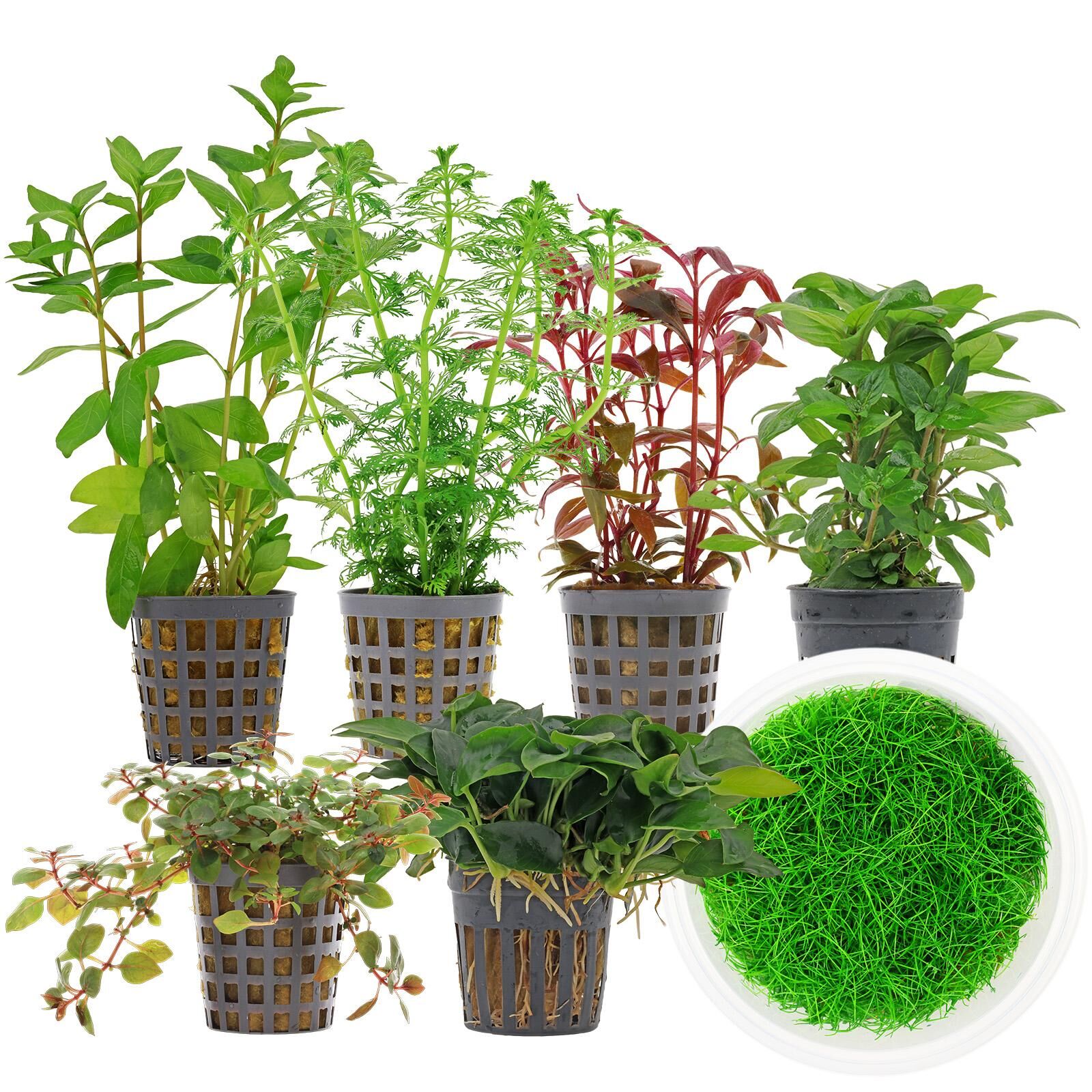 Aquarienpflanzen Set - 120 Liter - Farbig - mittel - Nr. 06