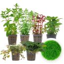 Aquarienpflanzen Set - 120 Liter - Farbig - mittel - Nr. 06