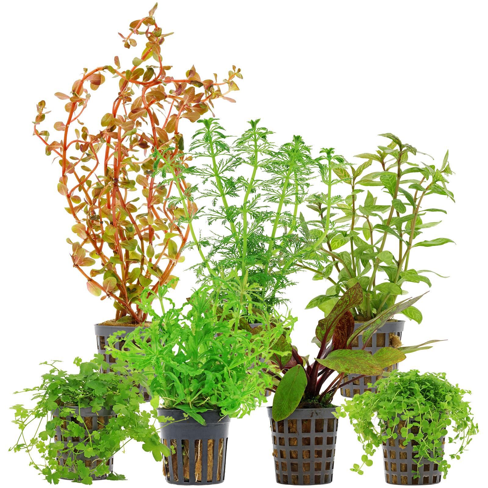 Aquarienpflanzen Set - 120 Liter - Farbig - mittel - Nr. 07