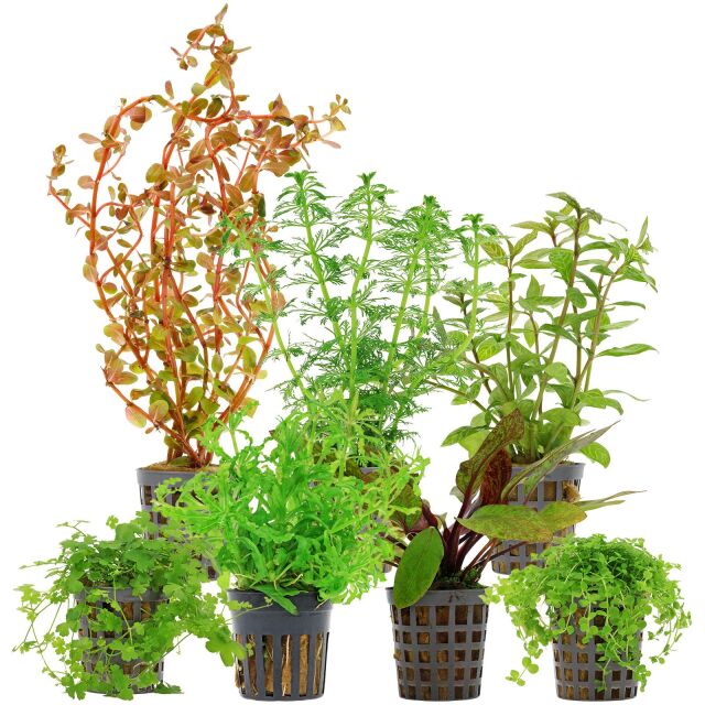 Aquarienpflanzen Set - 120 Liter - Farbig - mittel - Nr. 07