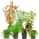 Aquarienpflanzen Set - 120 Liter - Farbig - mittel - Nr. 07