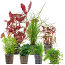 Aquarienpflanzen Set - 120 Liter - Farbig - mittel - Nr. 08