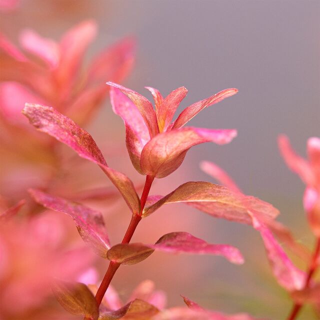 Rotala macrandra 'Mini Type 4'