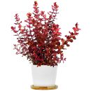 Rotala macrandra Mini Type 4