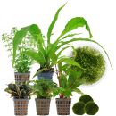 Aquarienpflanzen Set - 120 Liter - Garnelen - Grün -...