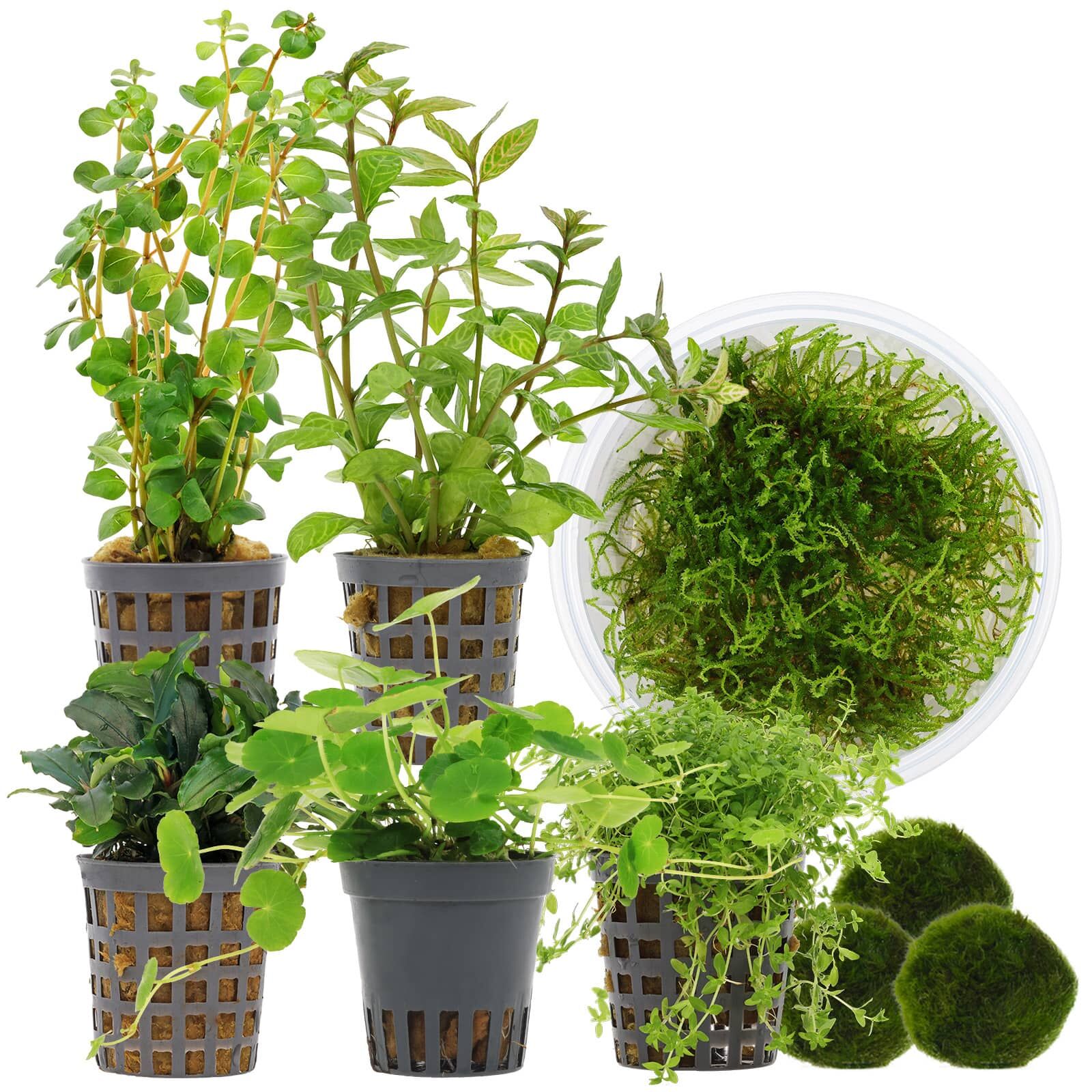 Aquarium Plant Set - 120 Liters - Shrimp - Green - No. 02
