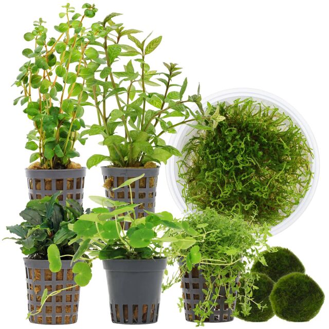 Aquarienpflanzen Set - 120 Liter - Garnelen - Gr&uuml;n - Nr. 02