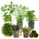 Aquarienpflanzen Set - 120 Liter - Garnelen - Farbig -...