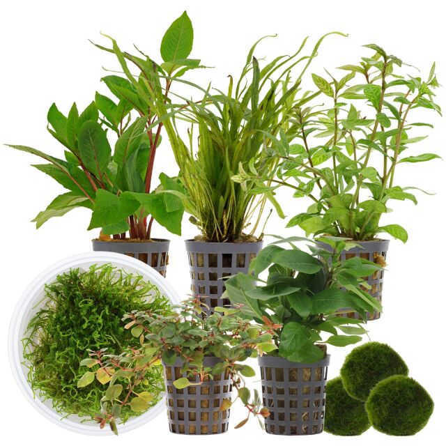 Aquarienpflanzen Set - 120 Liter - Garnelen - Farbig - Nr. 02