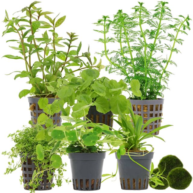 Aquarienpflanzen Set - 120 Liter - Algenkiller - Gr&uuml;n - Nr. 02