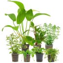 Aquarienpflanzen Set - 120 Liter - Algenkiller -...