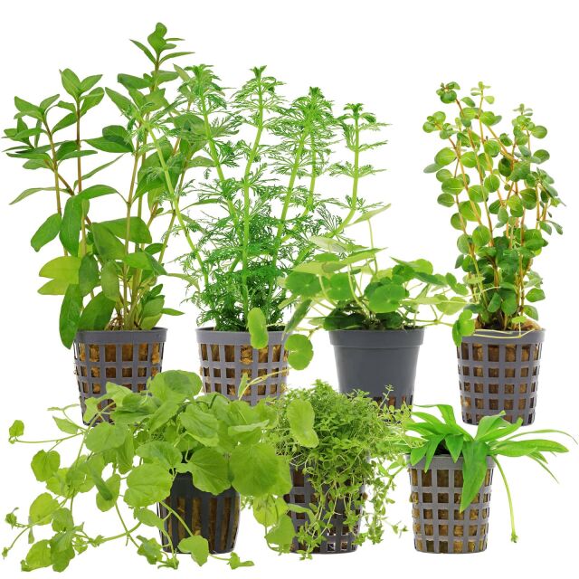 Aquarium Plant Set - 120 Liters - Algae Control - Green - No. 04