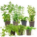 Aquarienpflanzen Set - 120 Liter - Algenkiller -...