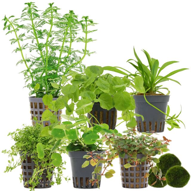 Aquarienpflanzen Set - 120 Liter - Algenkiller - Farbig - Nr. 02