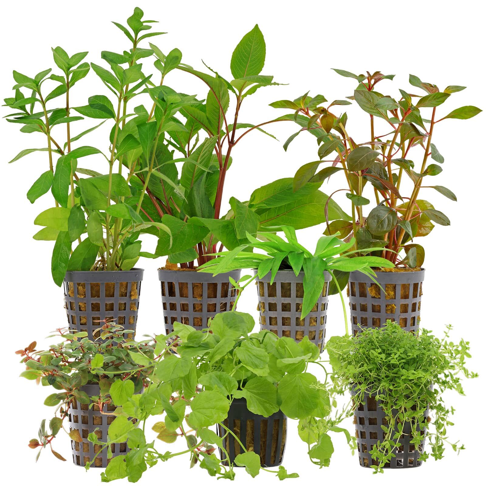 Aquarienpflanzen Set - 120 Liter - Algenkiller - Farbig - Nr. 04