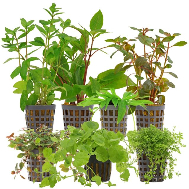 Aquarienpflanzen Set - 120 Liter - Algenkiller - Farbig - Nr. 04