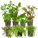 Aquarienpflanzen Set - 120 Liter - Algenkiller - Farbig -...