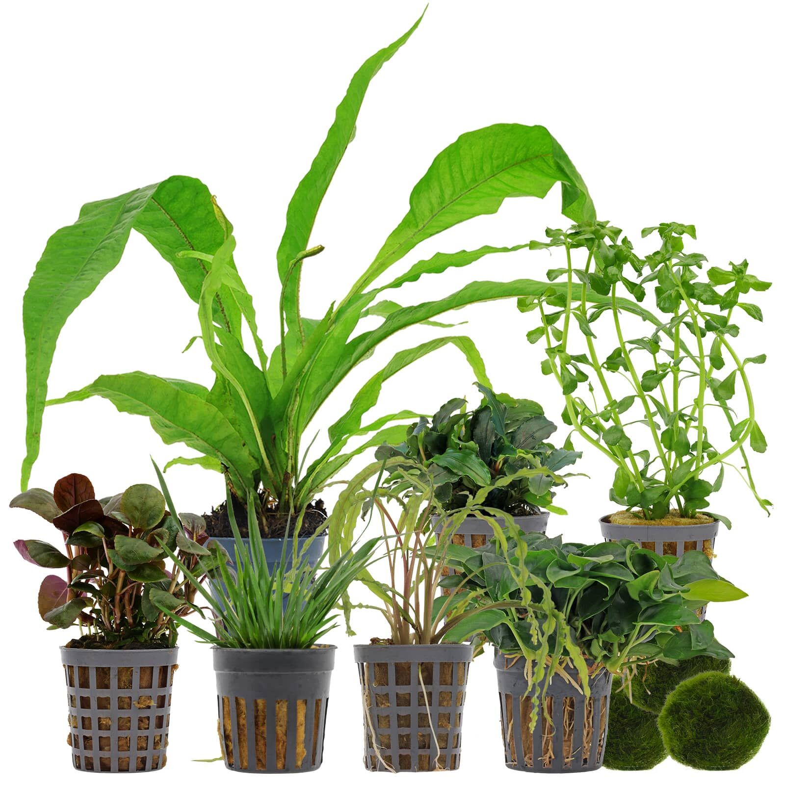 Aquarienpflanzen Set - 120 Liter - Wenig Pflegeaufwand - Nr. 01