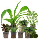 Aquarienpflanzen Set - 120 Liter - Wenig Pflegeaufwand -...