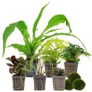 Aquarienpflanzen Set - 120 Liter - Wenig Pflegeaufwand -...