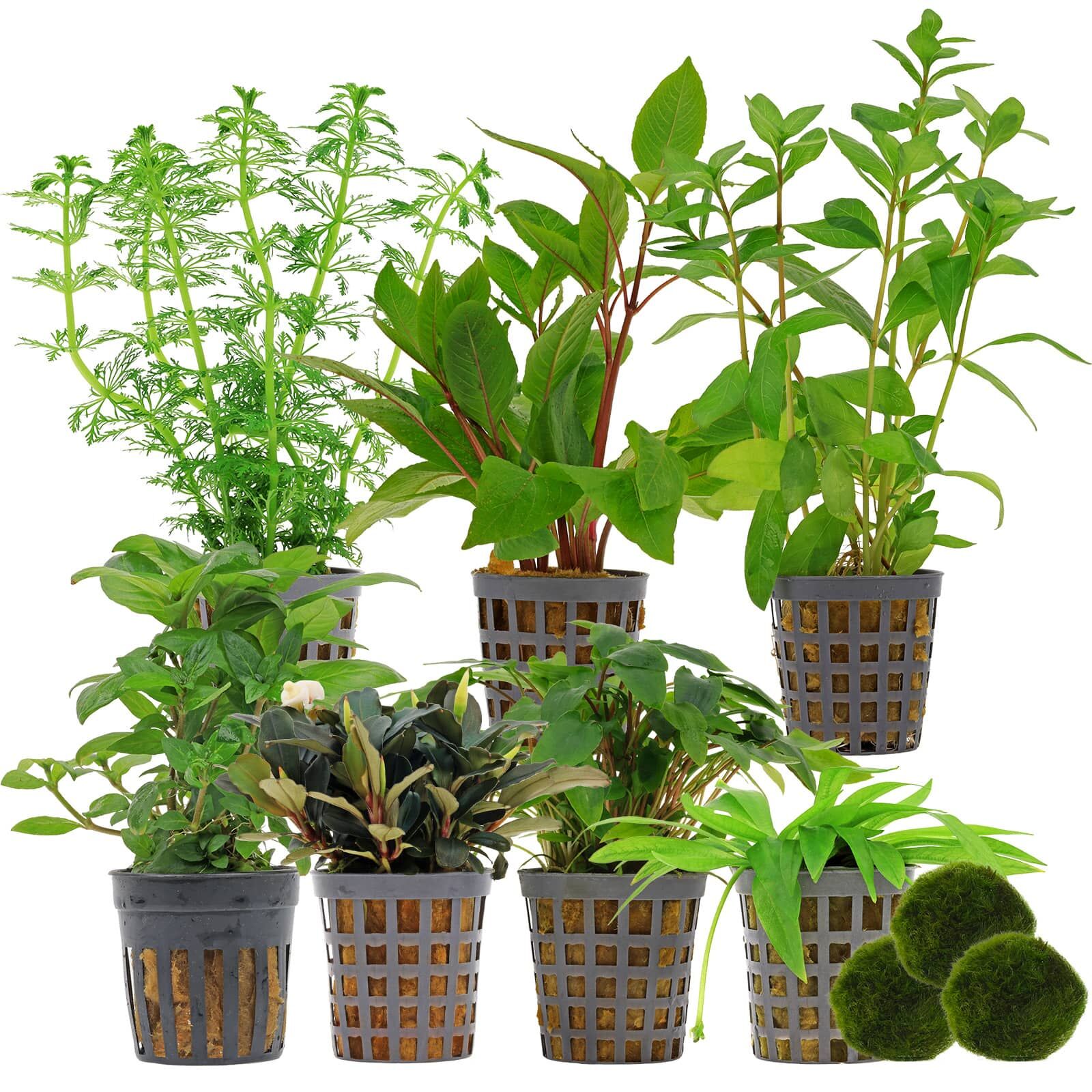 Aquarienpflanzen Set - 250 Liter - Gr&uuml;n - einfach - Nr. 01