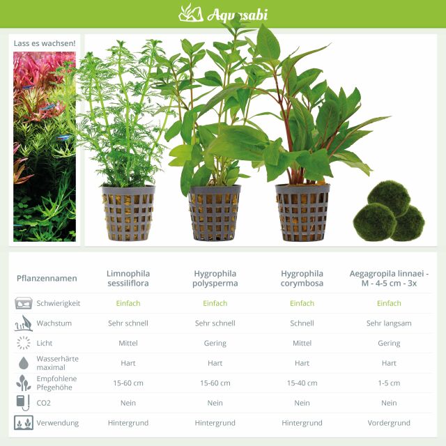 Aquarienpflanzen Set - 250 Liter - Gr&uuml;n - einfach - Nr. 01