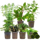 Aquarienpflanzen Set - 250 Liter - Grün - einfach -...