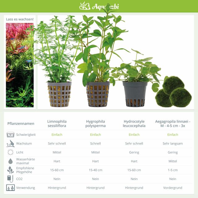 Aquarium Plant Set - 250 Liters - Green - Easy - No. 02