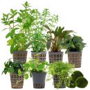 Aquarienpflanzen Set - 250 Liter - Grün - einfach -...