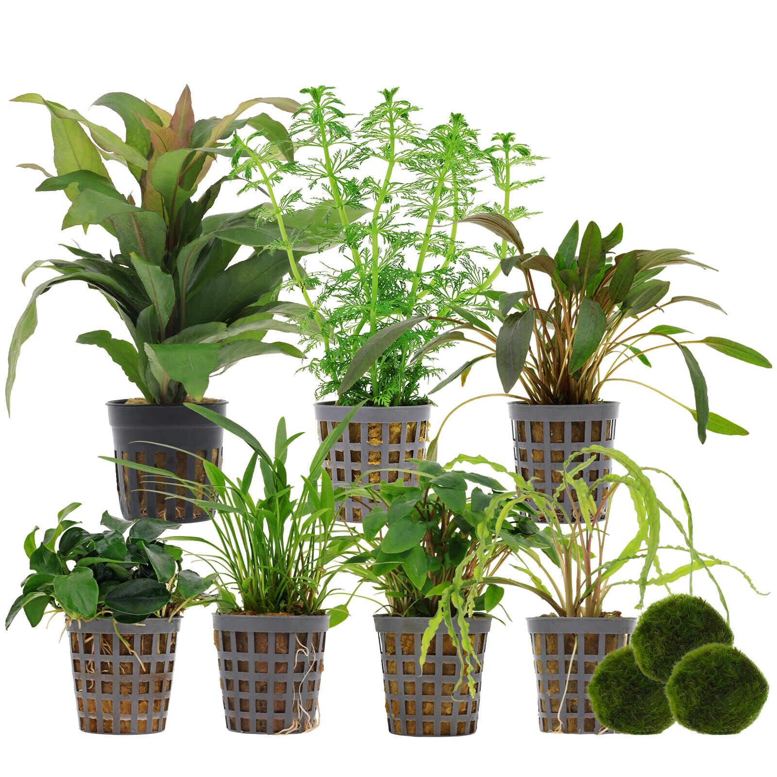 Aquarienpflanzen Set - 250 Liter - Gr&uuml;n - einfach - Nr. 03