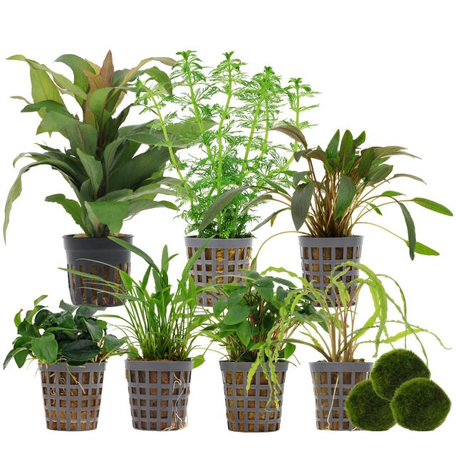 Aquarienpflanzen Set - 250 Liter - Gr&uuml;n - einfach - Nr. 03